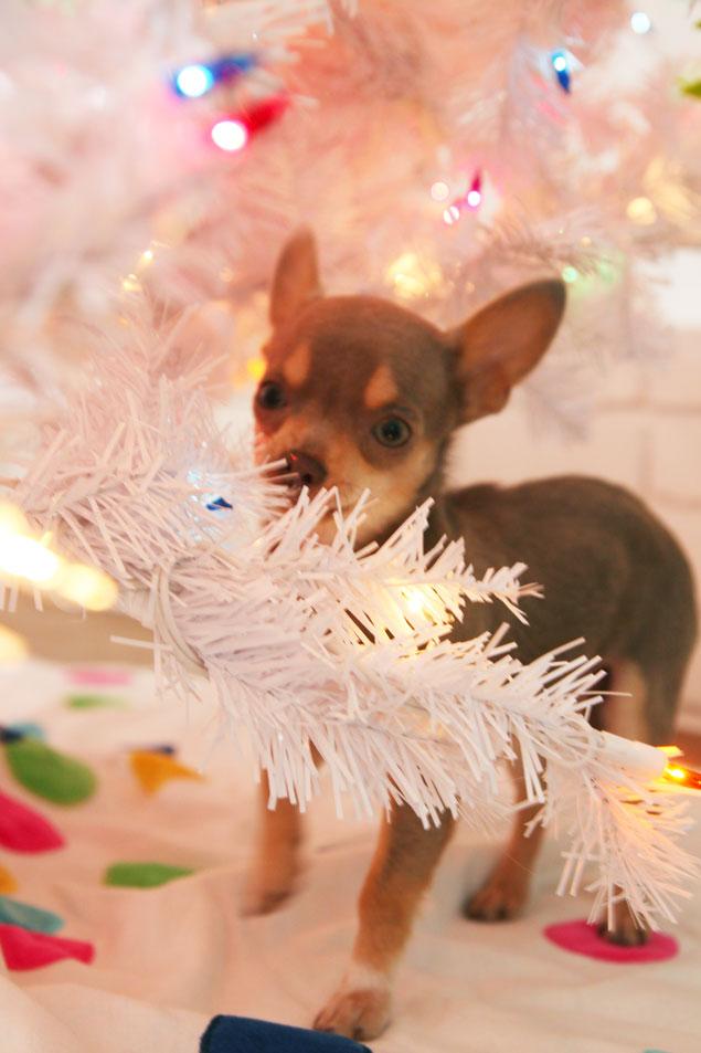 Nickels the chihuahua under the tree at pencil shavings studio