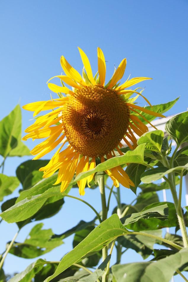 sunflowers-carlton-landing-garden
