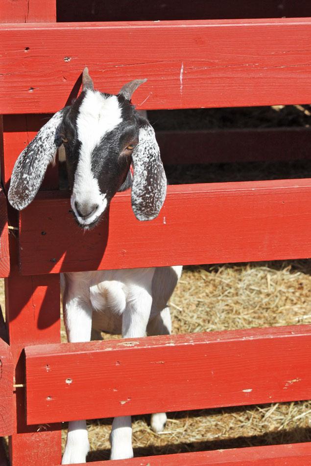 goat-friend